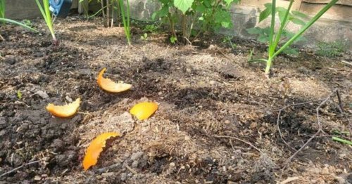 Orange peels can be a big help to gardeners for one key reason