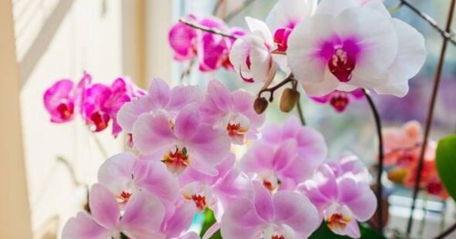 Woman shares how her orchid has been blooming 'non-stop' for nine years
