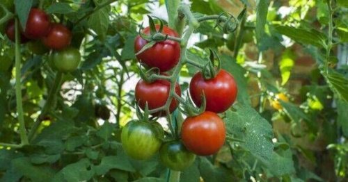 Tomato-growing expert reveals the one key tip for a 'much larger harvest'