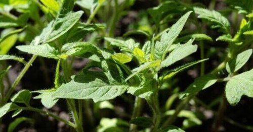 Gardeners advised to use common utensil to protect plants