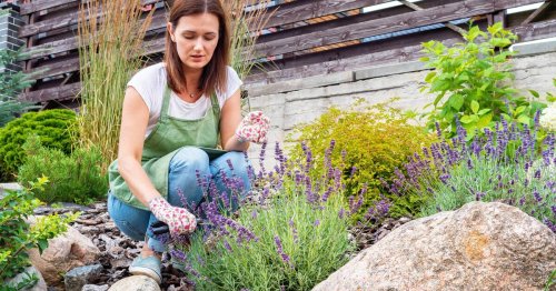 Lavender plants will grow even more beautiful blooms with one simple item added to soil