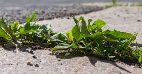Gardening expert shares $1 method to stop weeds growing in your garden for good