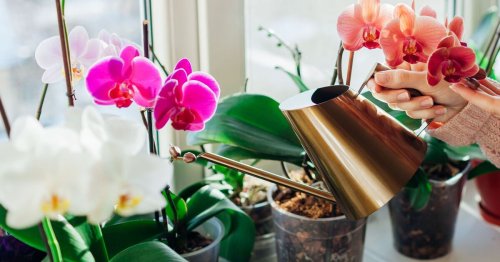 Woman shares 'truly the best' method to water orchids - and it's a game changer