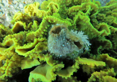 When Severed, This Solitary Tunicate Regrows as Three New Animals