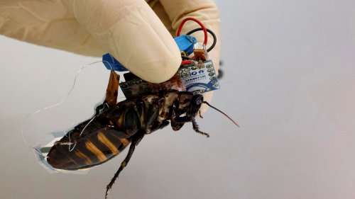 ROBO ROACH Swarm of cyborg cockroaches that act as hunting machines’ to be stuffed inside large robots before being let loose