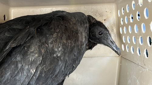 BIRD BRAIN Sick vultures rescued by vets as they’re ‘too drunk to fly’ – after eating cocktail fruit from dumpsters