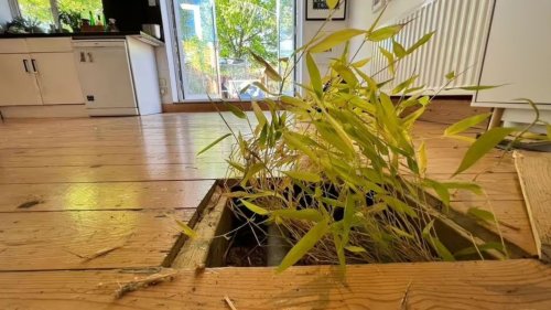 NOT PLANT-ED I had to withdraw my offer on my dream home because of a popular plant we found growing – don’t make the same mistake