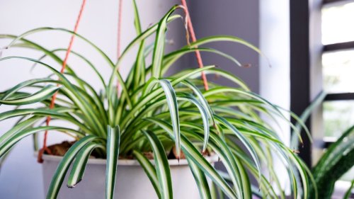 FEELING GREEN From ivy to peace lily, the ‘best’ plants that ‘fight condensation’ & ‘remove mould’ but also make your house look nice