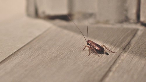 I'm a pest expert - The 5 fastest natural ways to get rid of cockroaches