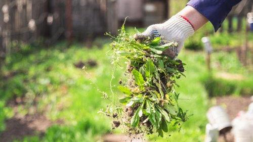 I'm a gardening expert - the cheap ingredient that will instantly banish weeds