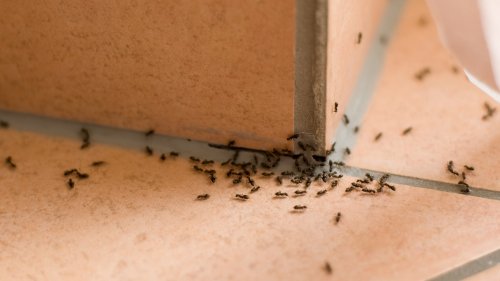 I’m a cleaning whizz - get rid of ants with an easy two-ingredient mixture