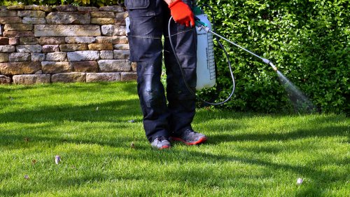 WEED BUSTER My 3-ingredient spray will get rid of weeds outside your house – they’ll be dead in 2 hours, just follow my steps