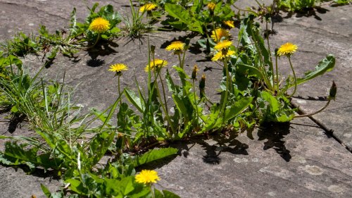 Gardening gurus share how to get rid of stubborn weeds from your gravel and there’s zero digging involved