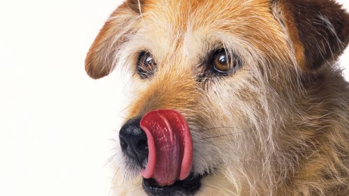 I’m a vet – seven signs your dog is anxious and why you should be worried when they lick their lips