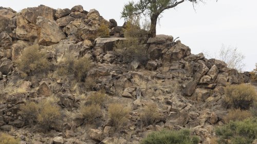 You have eagle eyes of you can spot FOUR cheetahs slinking across rocky plain
