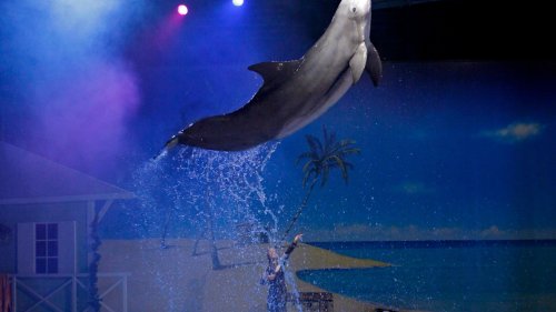 FLIPPER TRAGEDY Fury after legendary 40-year-old dolphin Nephele chokes to death on fake seaweed put in to ‘enrich’ her tank