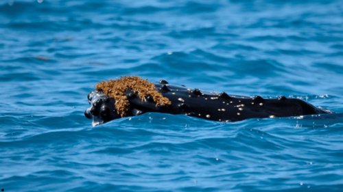 Scientists reveal why whales ‘wear hats made of seaweed’ as over 100 creatures are spotted wearing ‘natural accessory’