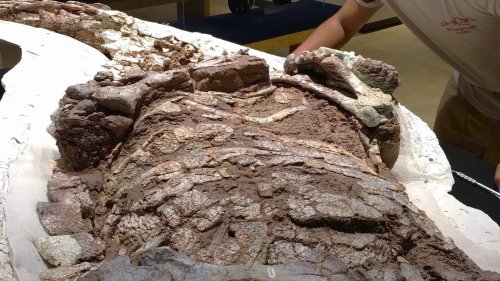 ARMOR-ZING! ‘Triassic tank’ that ‘ruled world before dinosaurs’ found with armor ’70% intact’ – it’s cousin of modern beast