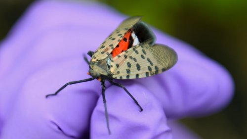 How do I safely kill a spotted lanternfly?