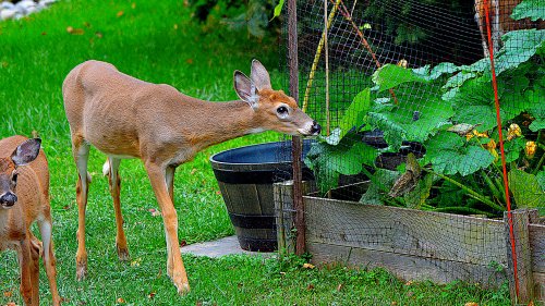 GARDEN GAME I’m a deer expert – keep them out of your backyard using 4 cheap cupboard items, they work on rabbits too