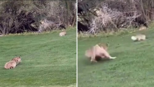 LYNX GOLF Shocking moment wild bobcat kills rabbit on golf course as fans say ‘how am I supposed to putt with that going?’