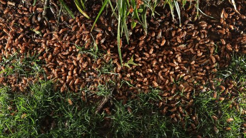 STRANGER THAN FICTION Billions of sex-crazed zombie bugs with ‘Last of Us’ style fungus infection emerge from the ground after 17-year sleep