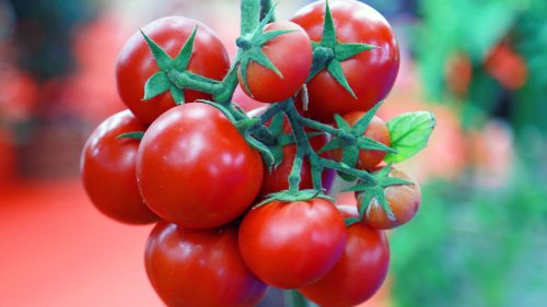 I’m a pro gardener – how often to water tomatoes and the best time to do it