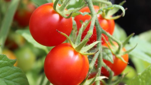 I’m a gardening pro – my trick lets you grow a ton of tomatoes for less than $5