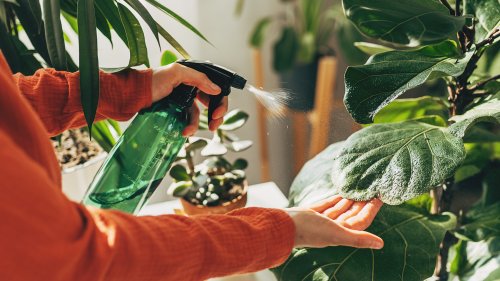 GREEN THUMB My ‘magic mirror’ trick will have house plants thriving without much natural light – plus my must-haves for watering