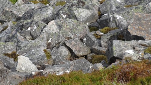 TWEET TWEET Everyone can see the pile of rocks – but you have 20/20 vision if you can see the bird hiding in under a minute