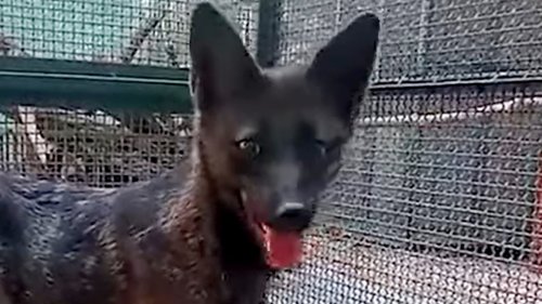 Adorable stray canine is ‘first of its kind’ hybrid called ‘Dogxim’ – and creature has very strange eating behavior