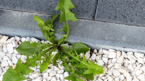 WEED 'EM OUT I’m a gardening pro – here’s how to instantly remove patio weeds for FREE & you’ll never use salt & vinegar again