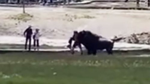 Horror moment 1,800lb bison GORES hero man, 34, after he saves child from beast