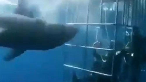 RIPPED TO SHREDS Shock video shows moment great white shark KILLS ITSELF in bloody frenzy after trying to break into diver’s cage