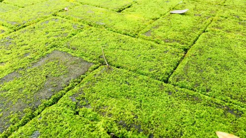 MOSS OFF Gardening gurus swears by £2 Tesco buy that banishes moss – and thanks to this trick it won’t come back for TWO YEARS