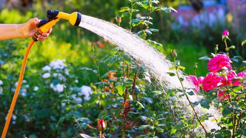 Gardening guru reveals the time of day to water your plants so they thrive – and it’s NOT at the end of the day