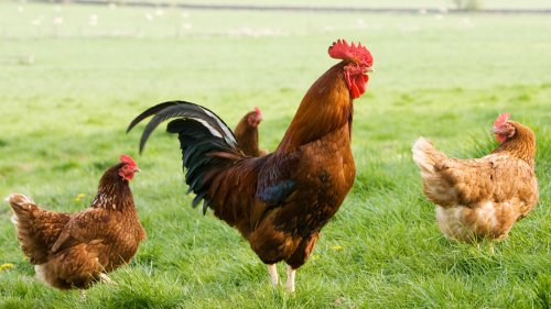 Bird-brained new AI ‘translates what chickens are saying’ and even reveals when they’re secretly clucking furious