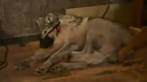 HUNTER SHAME Heartbreaking video shows wolf’s final moments cowering before it was dragged out & shot by hunter who taped mouth shut