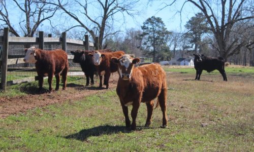 5 Years After Reopening, South Carolina Agriculture School is Beyond Capacity
