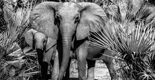 African Elephants Evolved Tusklessness Amazingly Fast