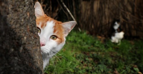 A Groundbreaking Study Is Good News for Cats—And People