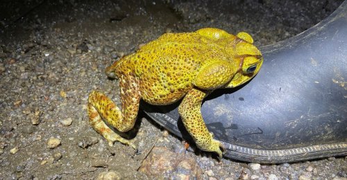 Frogs Keep Mating With the Wrong Things