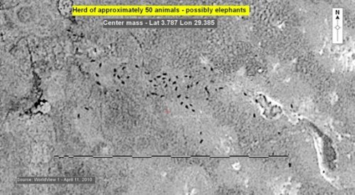 You Can See Elephants and Whales From Space