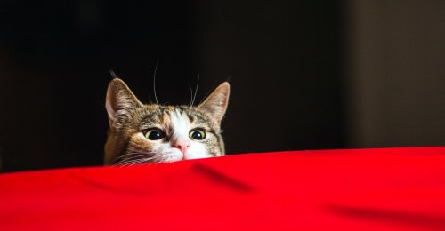 Why We Think Cats Are Psychopaths