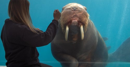 The Extremes a Walrus Will Go to for Love