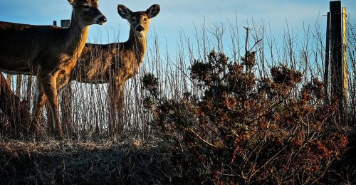 An Incurable Disease Is Coming for Deer