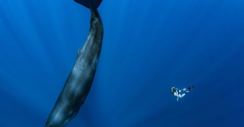Flukes and Fins: A Photo Appreciation of Whales