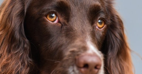 Dogs’ Eyes Have Changed Since Humans Befriended Them