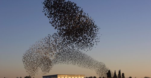 The Murmurations of Starlings