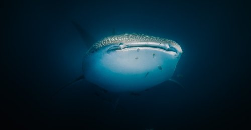What Are Ocean Predators Doing So Deep Underwater Flipboard